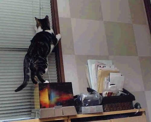 森林狼的利齿，尼克斯的獠牙—北京队的叹墙