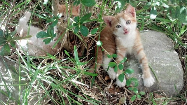 冷面刺客的致命一击，伦纳德冻结青春风暴，凯尔特人逆转灰熊