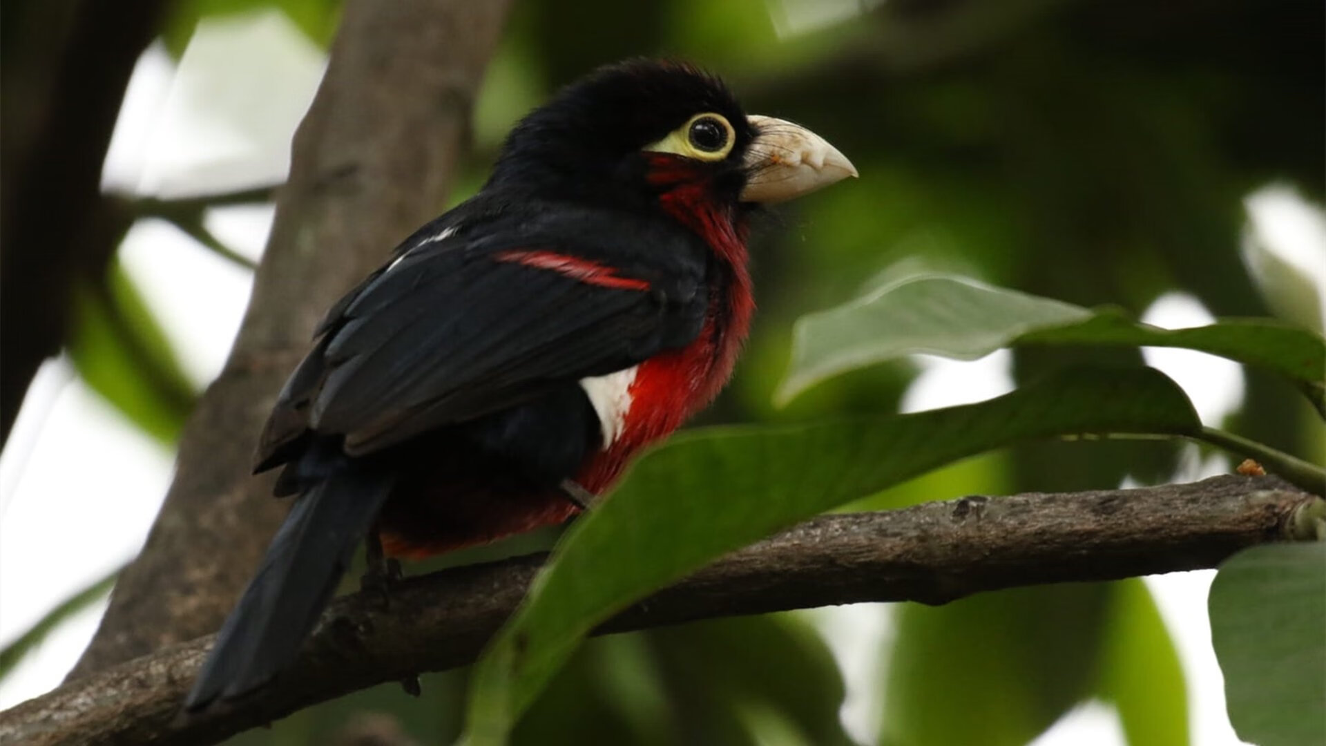 年度焦点之战，厄德高以教科书级掌控点亮决胜之夜