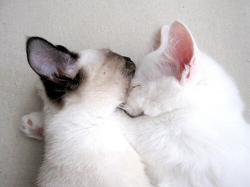 开拓者之光,从希腊怪兽到辽篮铁骑,两种征服的叙事诗