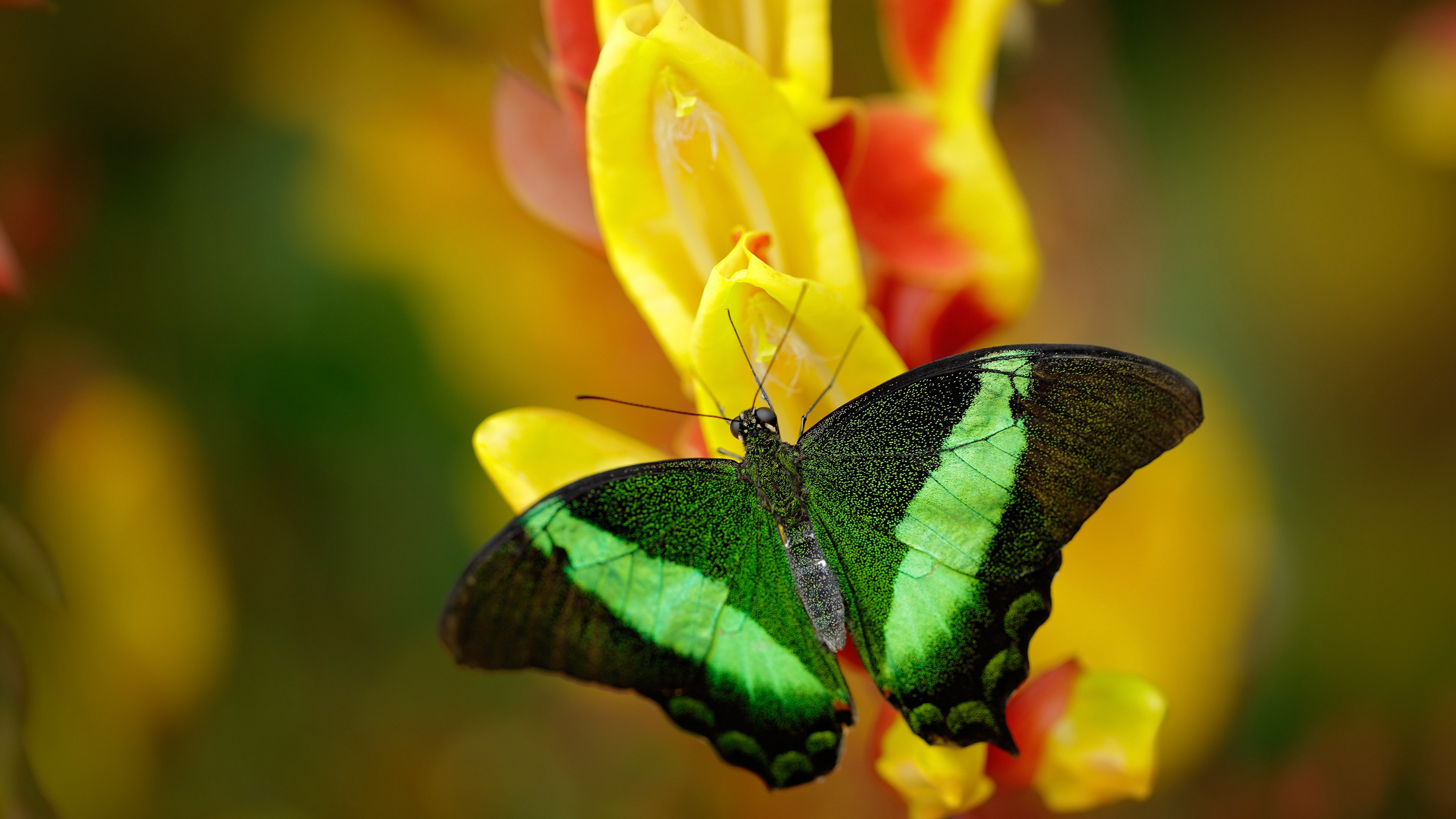 极速与绿茵的交汇，F1街道赛焦点战日，勒沃库森绝杀厄瓜多尔演绎跨界传奇