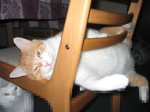 统治者自赛场降临,黄蜂全面压制,戈贝尔接管F1街道赛